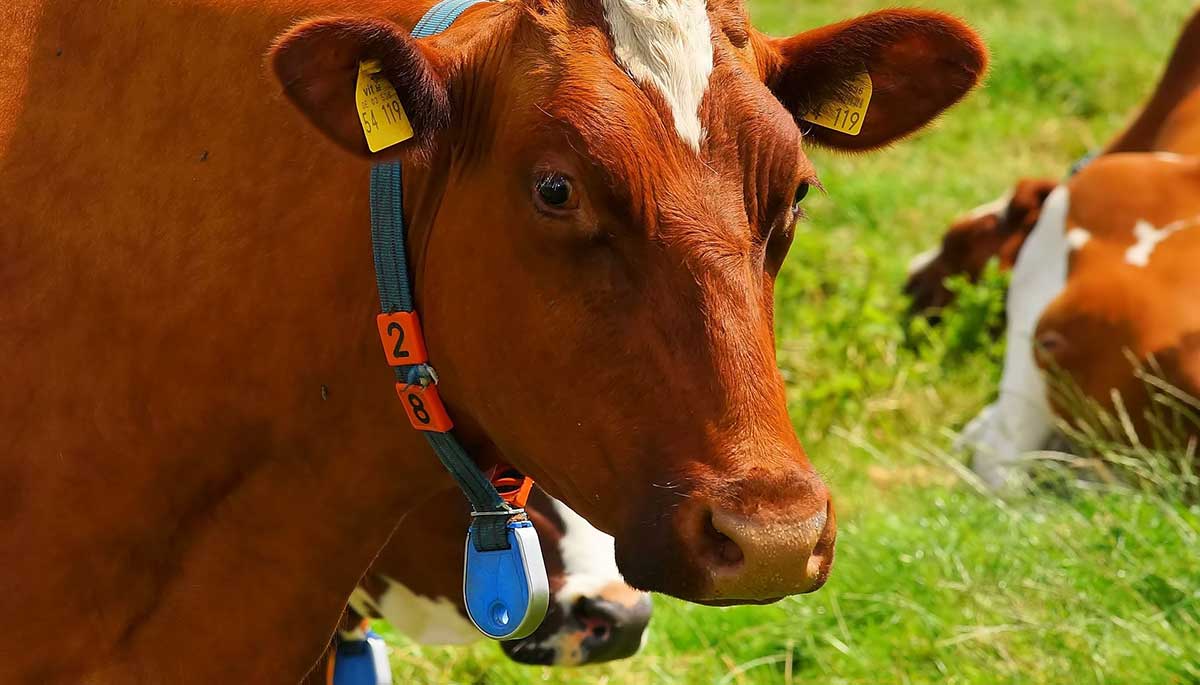 A robust IoT system for automated rutt detection of dairy cows