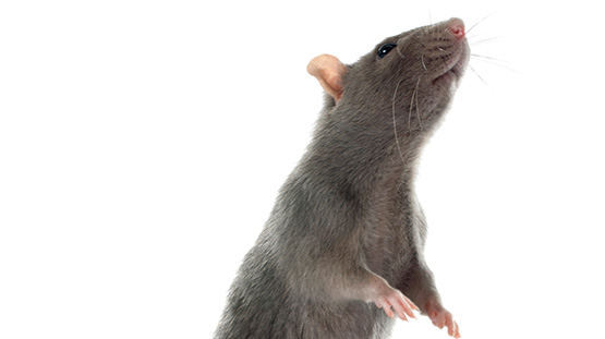 The Intelligent Rat Trap
